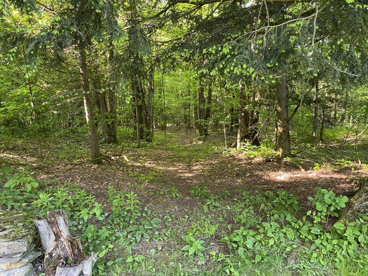 Forest Paths