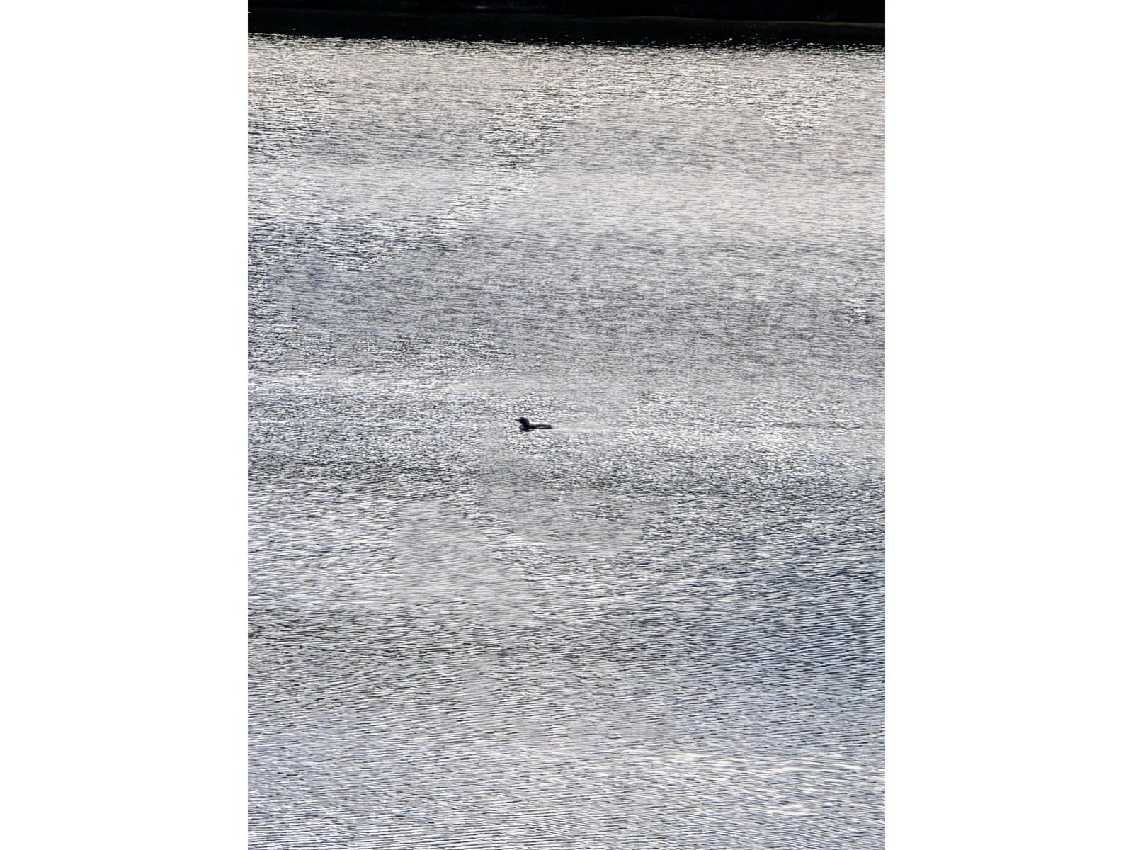 enjoy the Loons