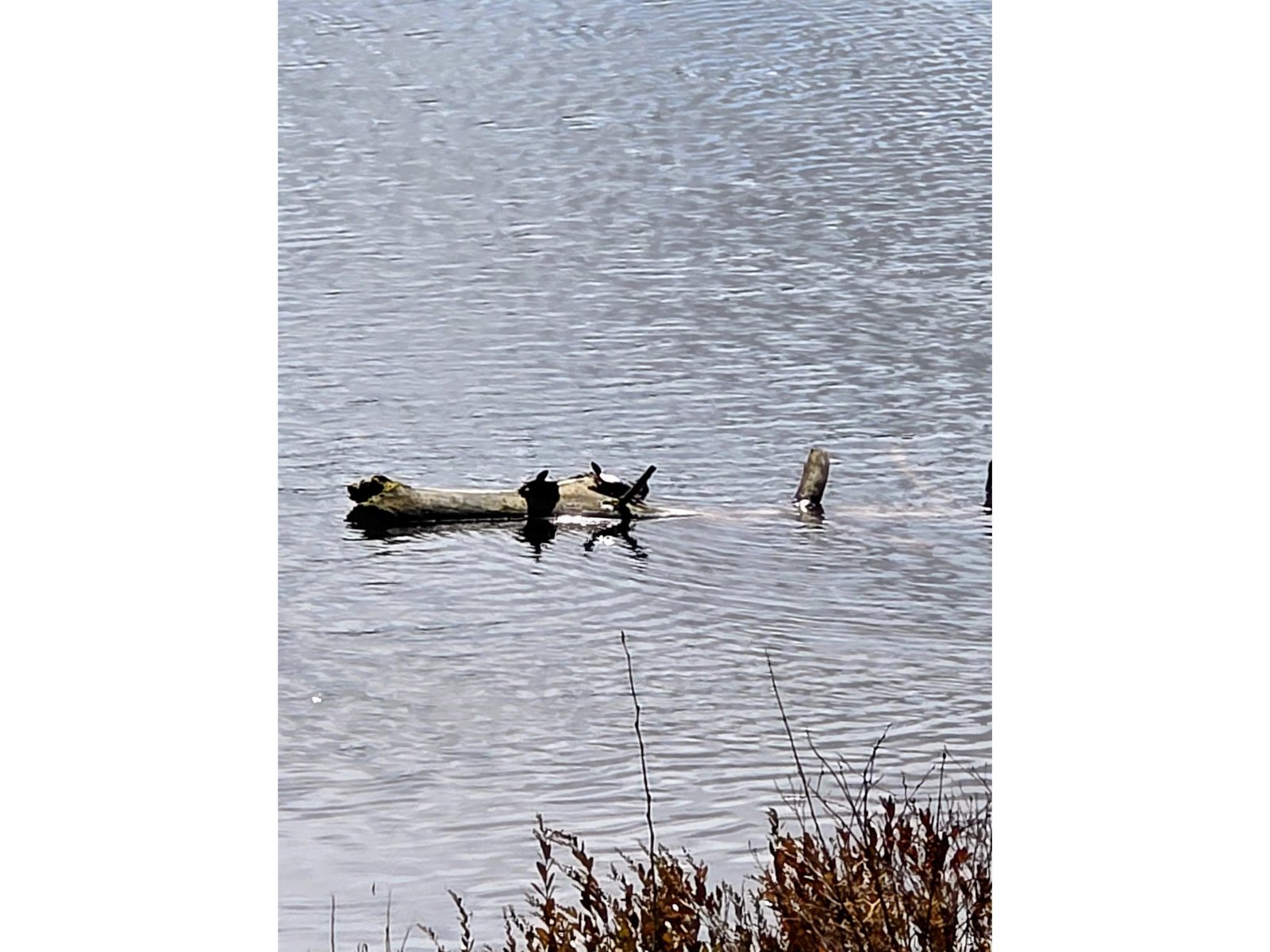watch the turtles bask in the sunshine
