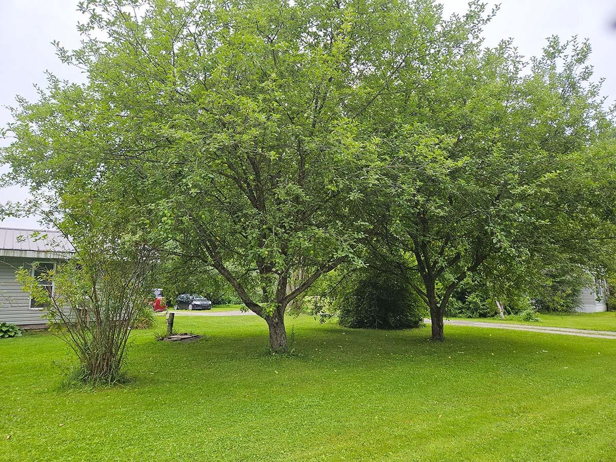 Apple Trees Front Yard