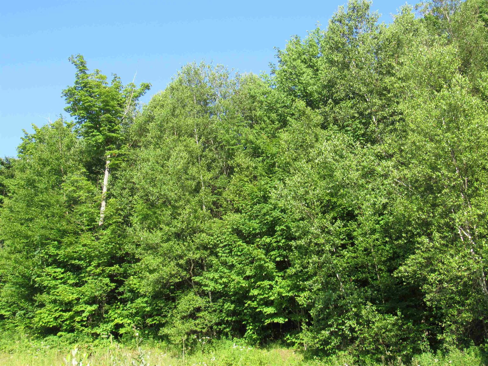 1232 Clark Mountain Road