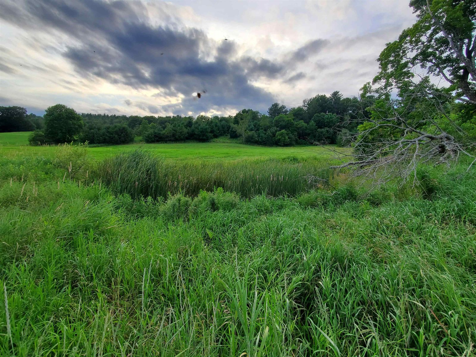 Potential Pond Site