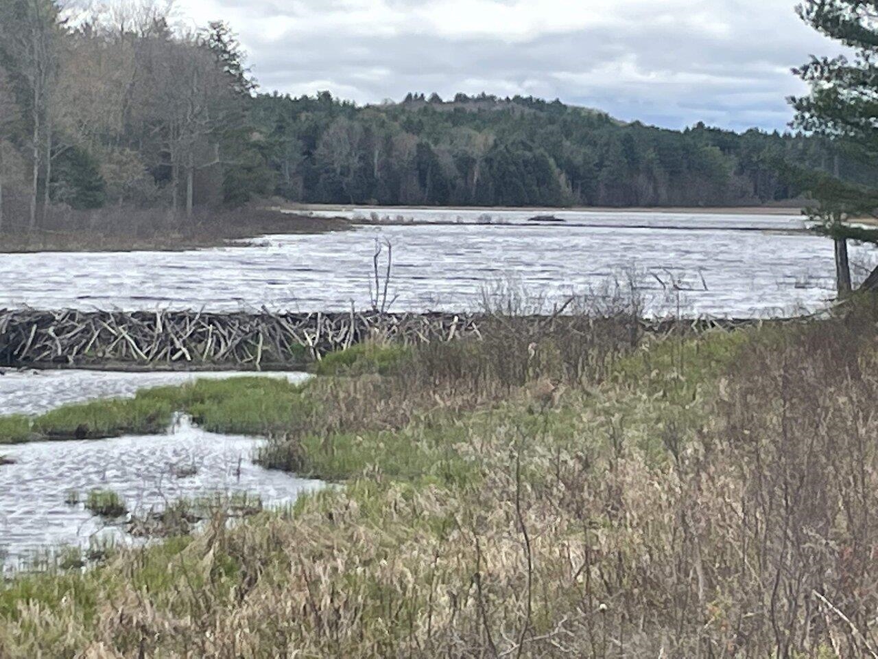 Beaver dam