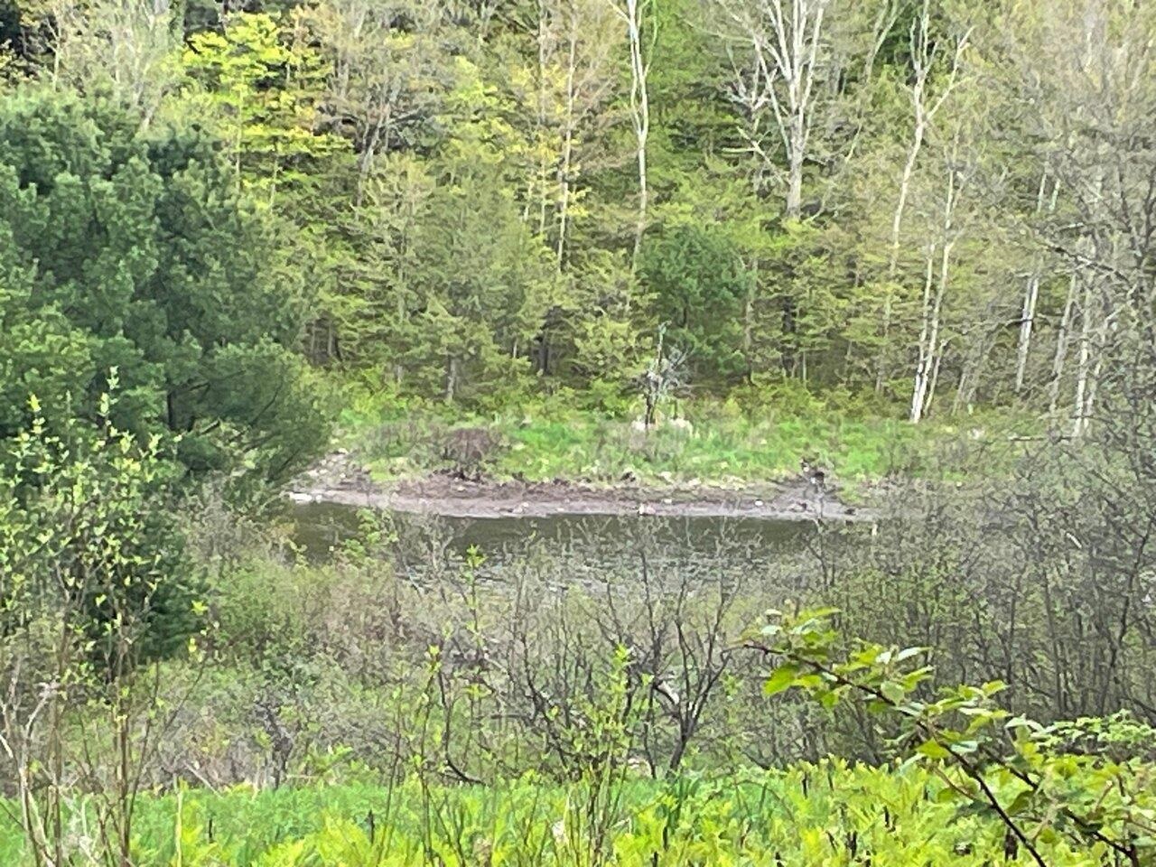Pond