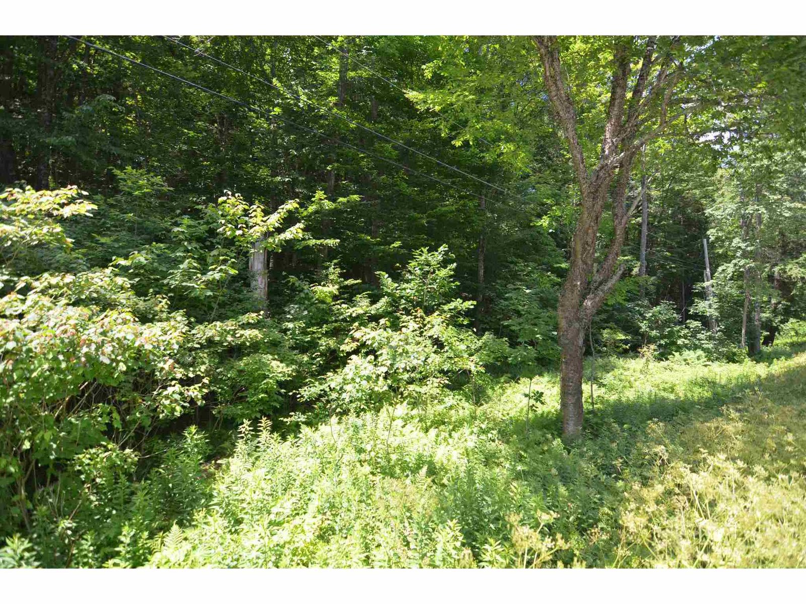 Lower area of lot