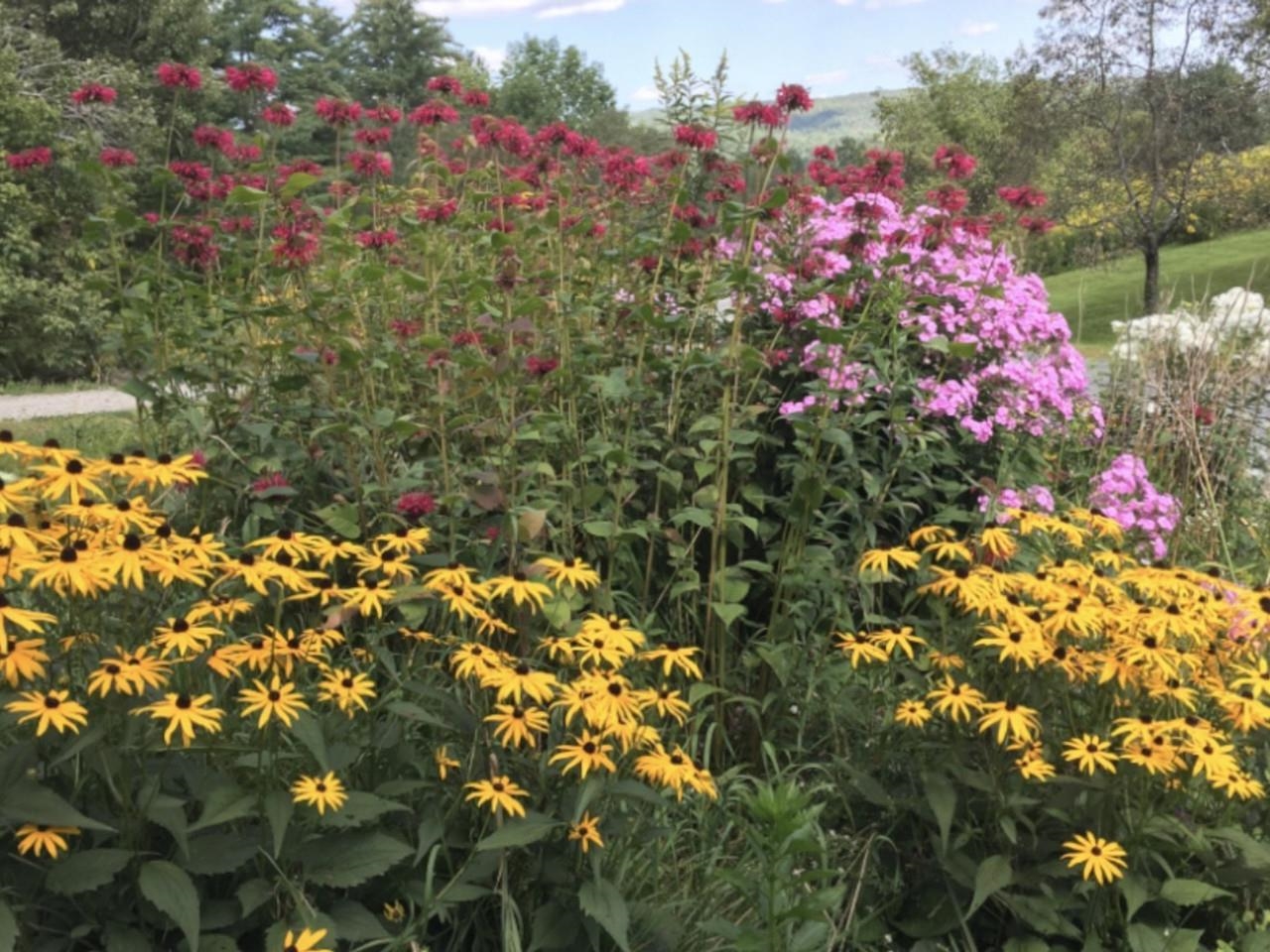Cheery black-eyed Susan's!