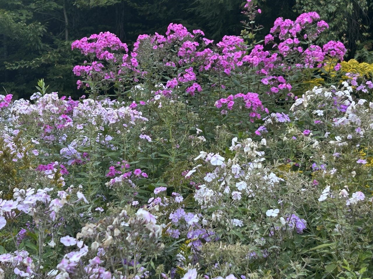 Gorgeous blooms!