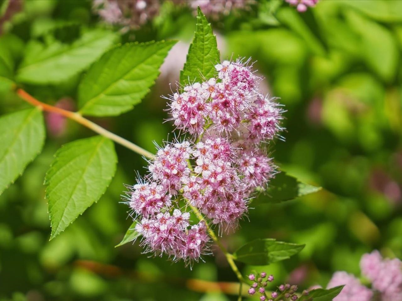 Perennial Flowers