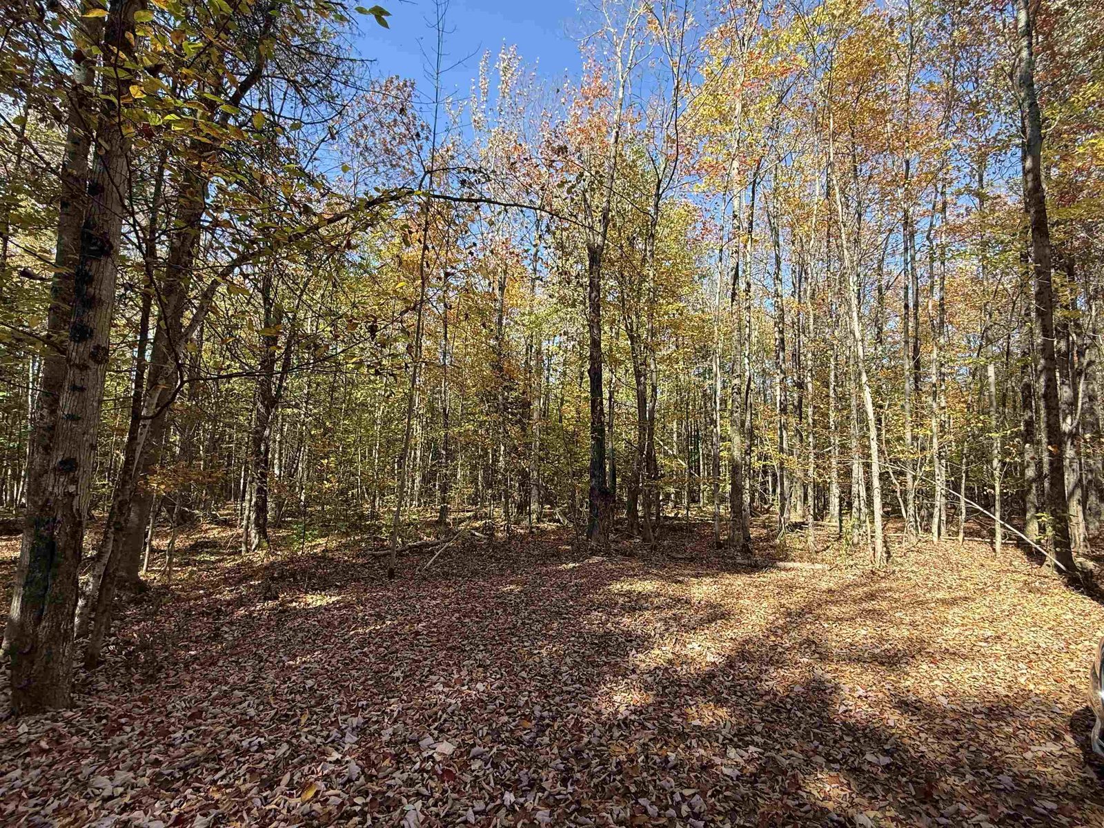 1414 Collins Mill Road