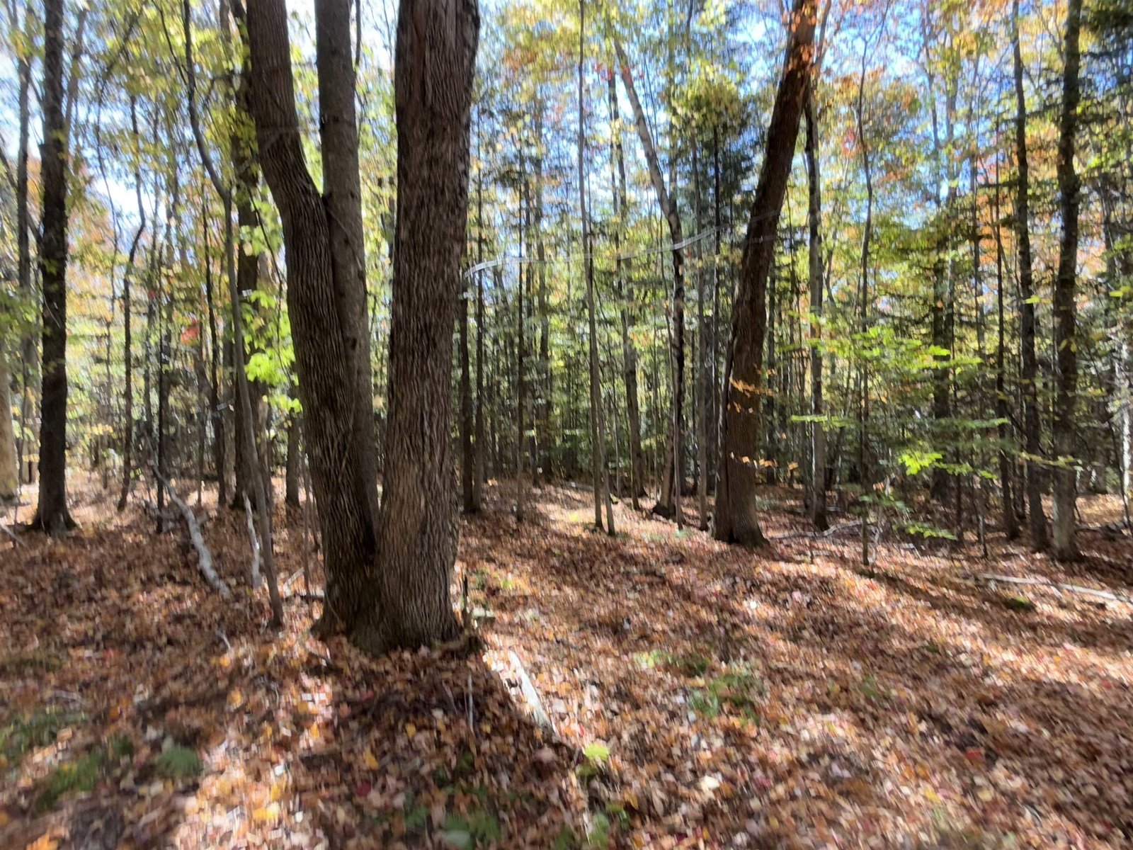 1414 Collins Mill Road