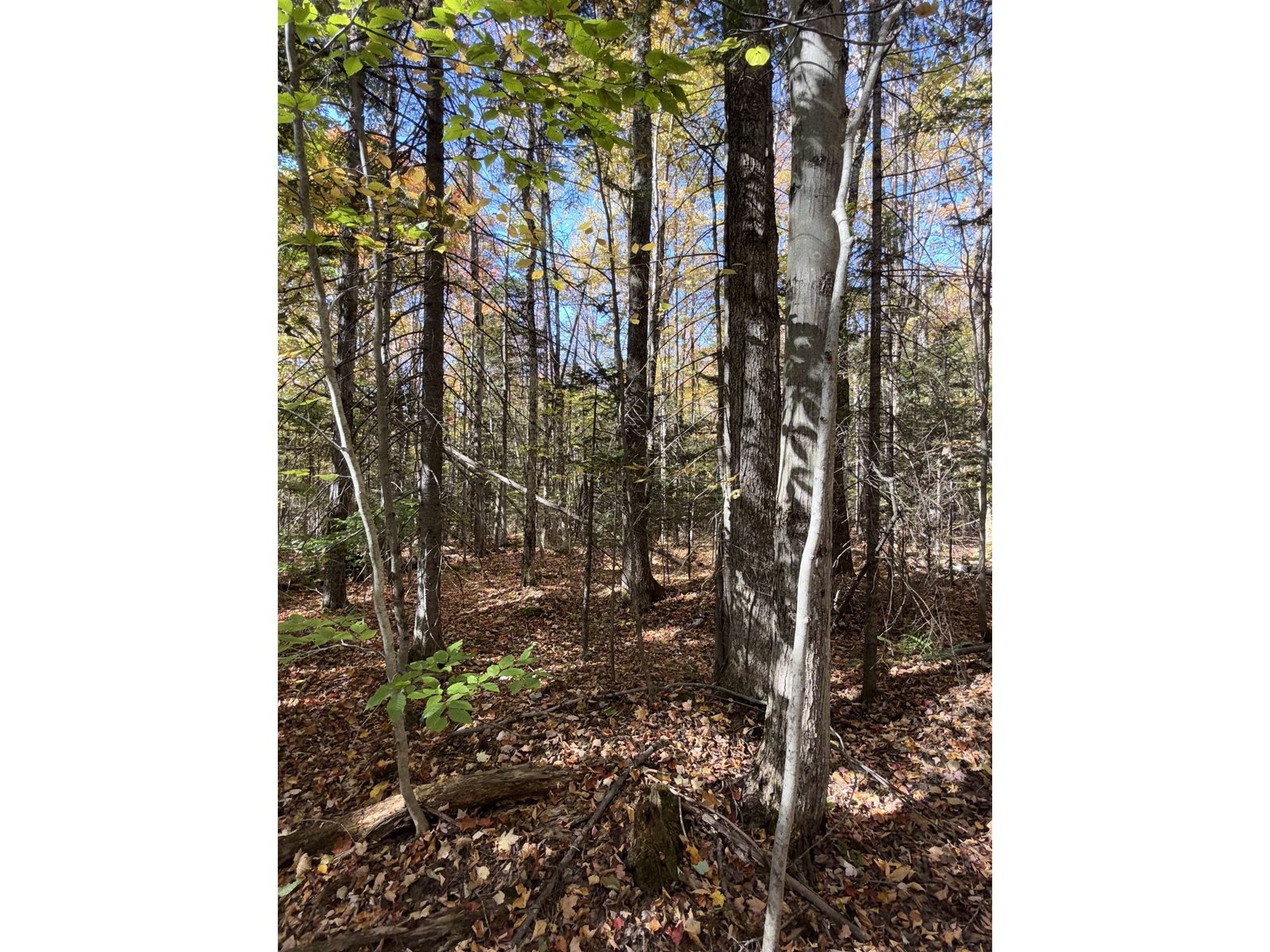 1414 Collins Mill Road