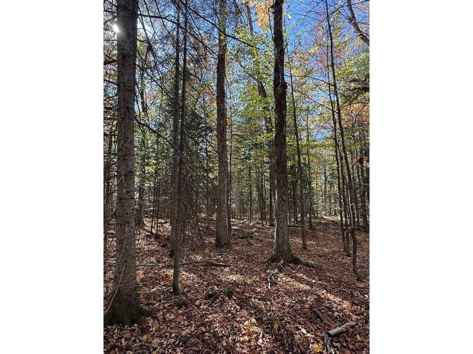 1414 Collins Mill Road