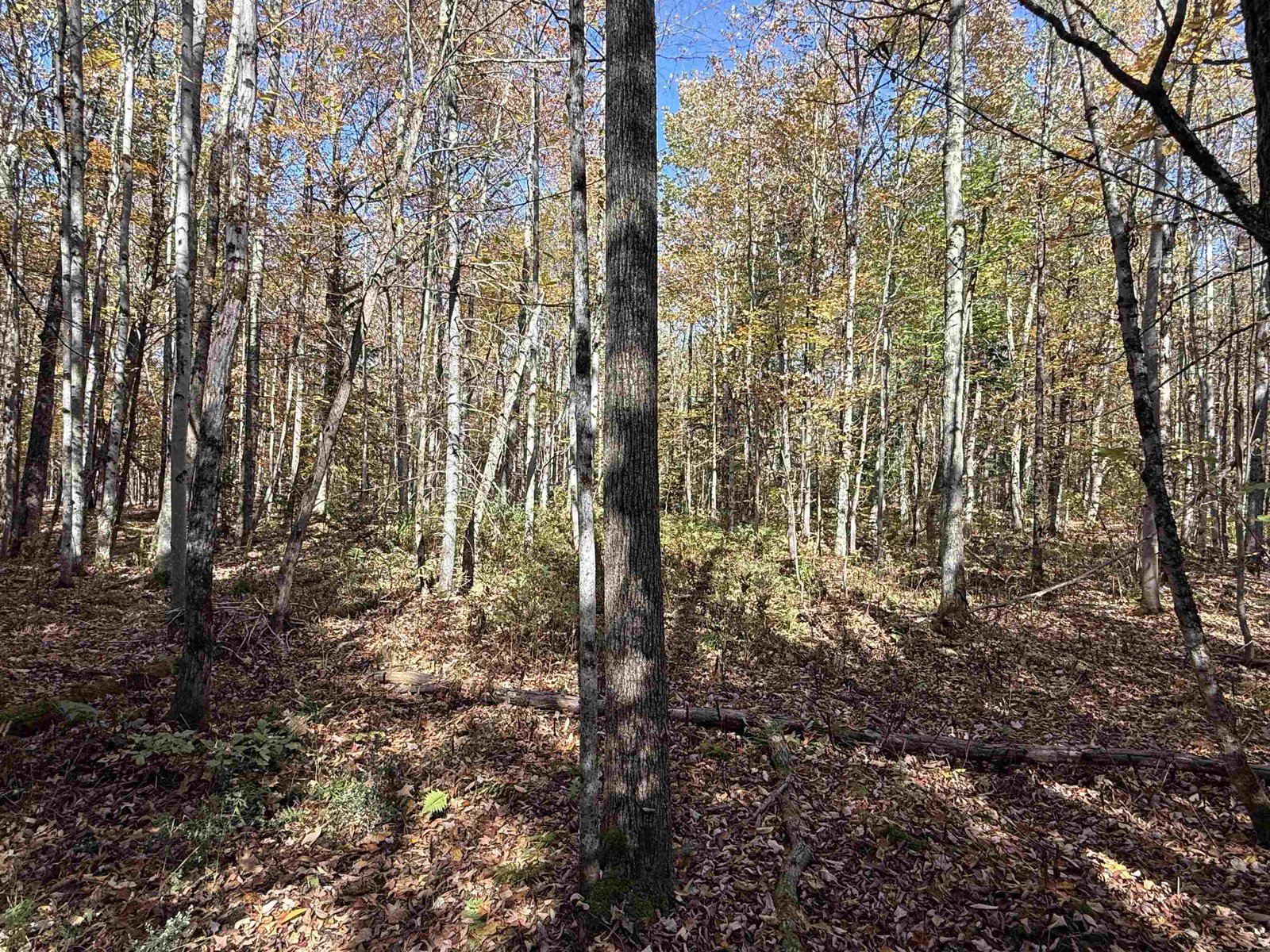 1414 Collins Mill Road