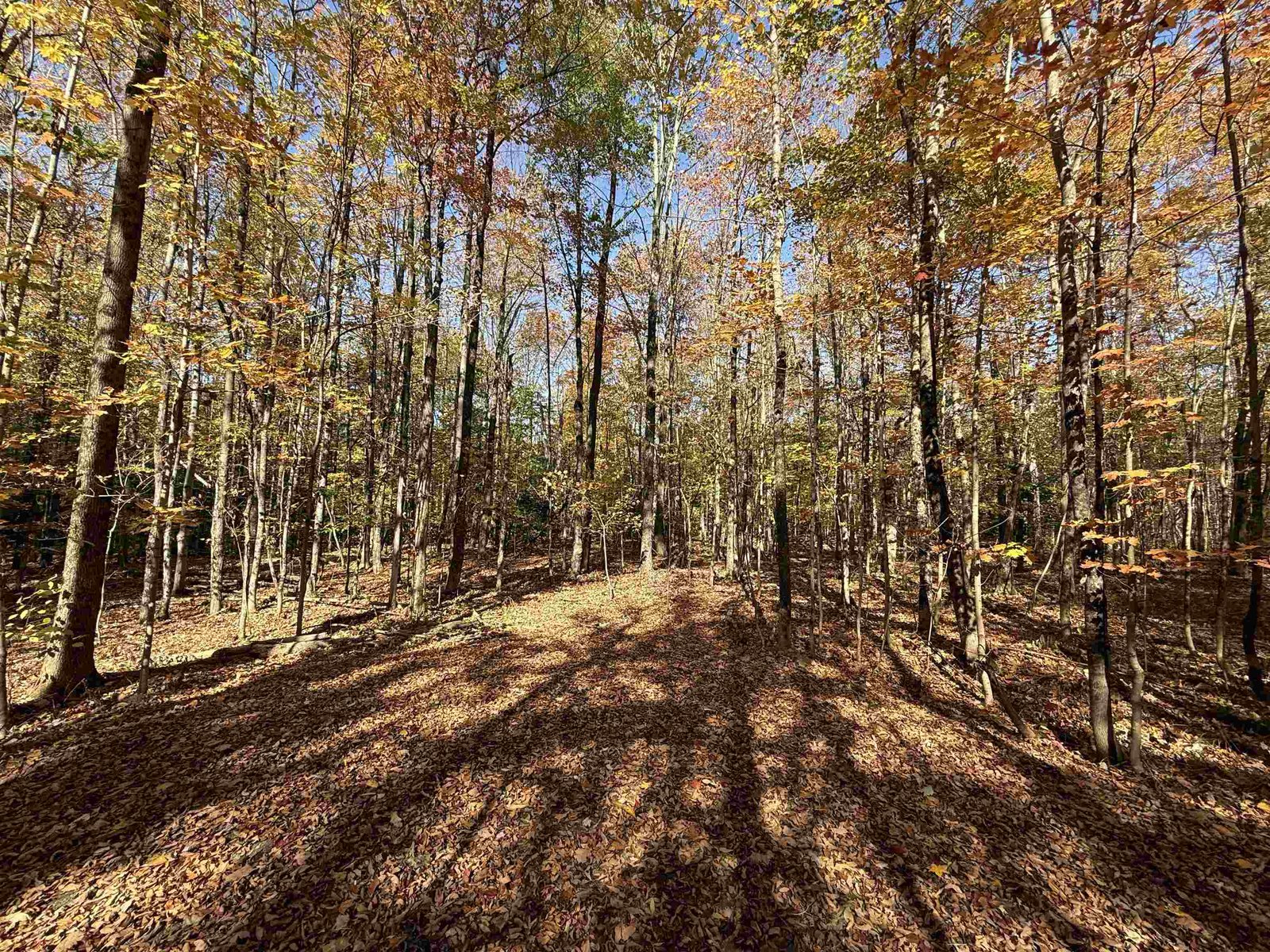 1414 Collins Mill Road