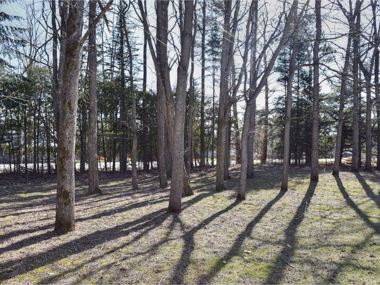 Manicured woods