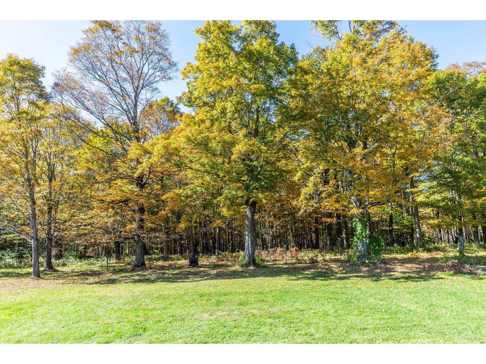 Maple trees