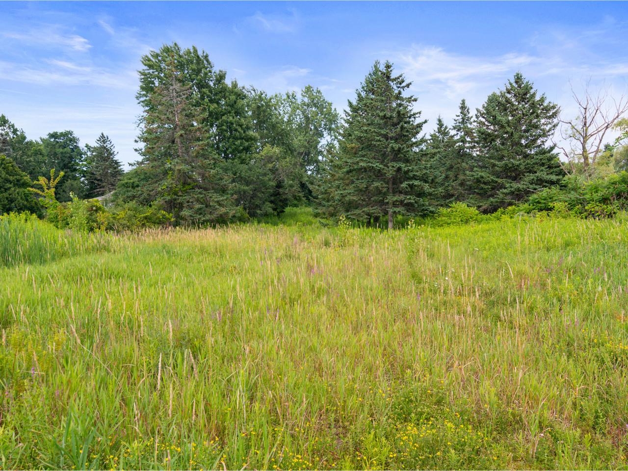 Pine Trees Provide Privacy