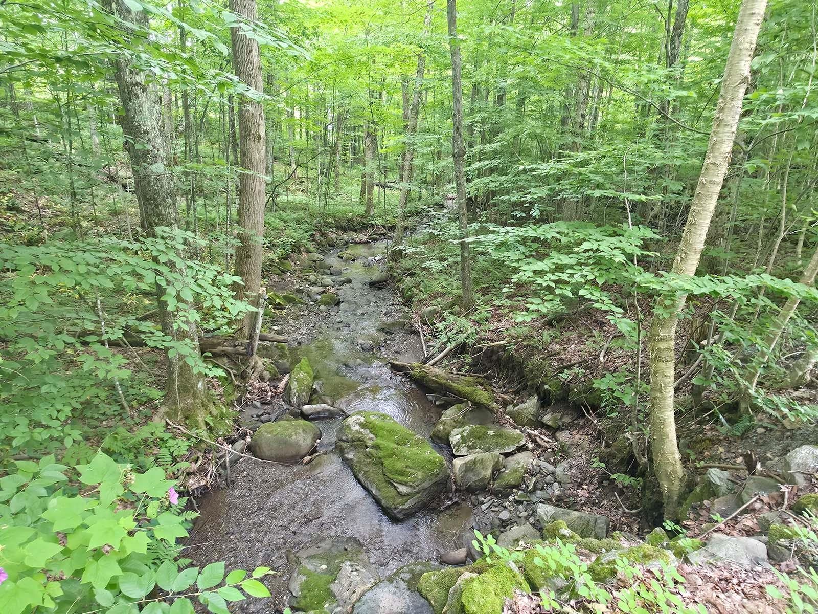 Brook in Front Yard