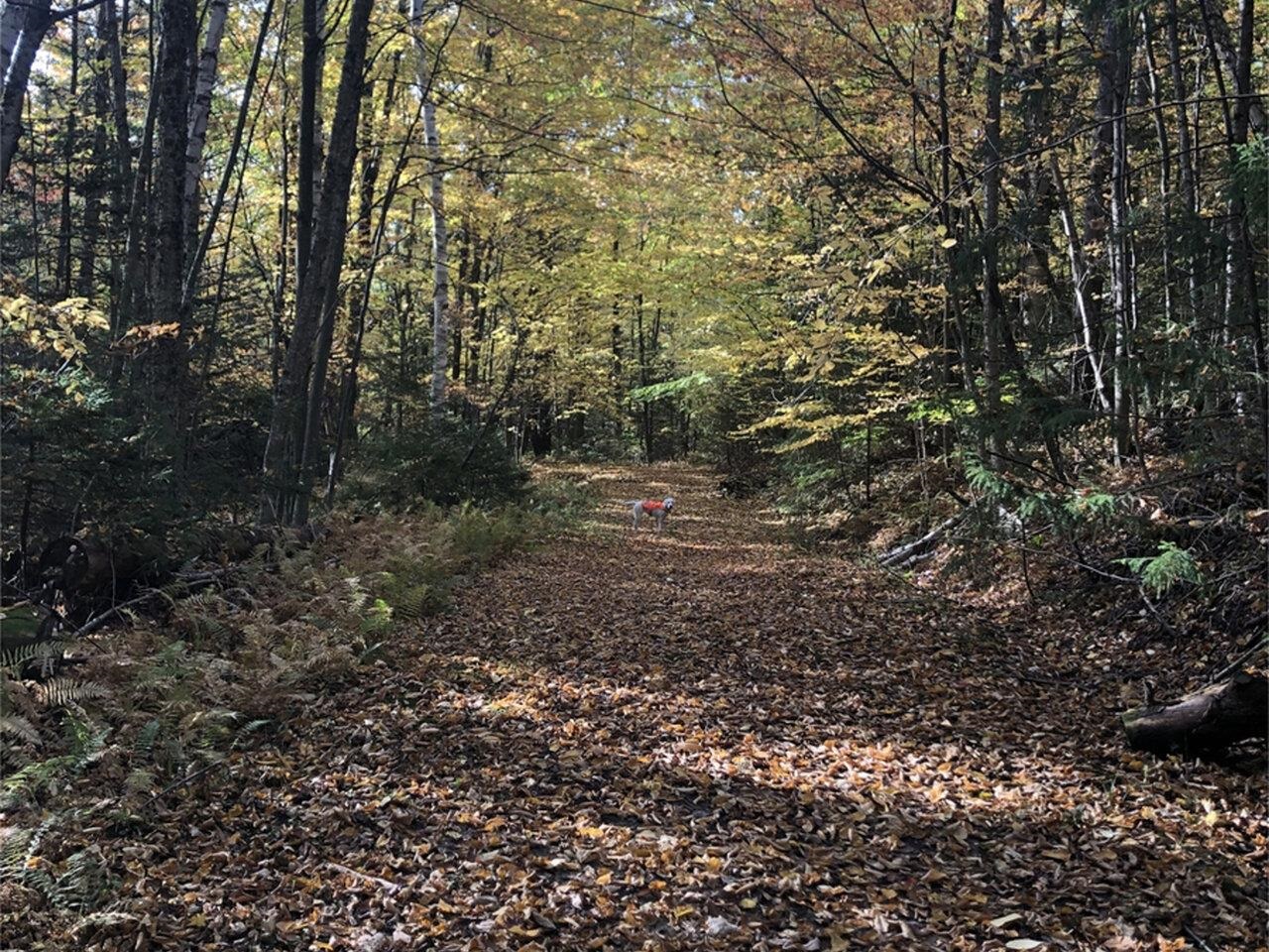 A lollipop trail on property!