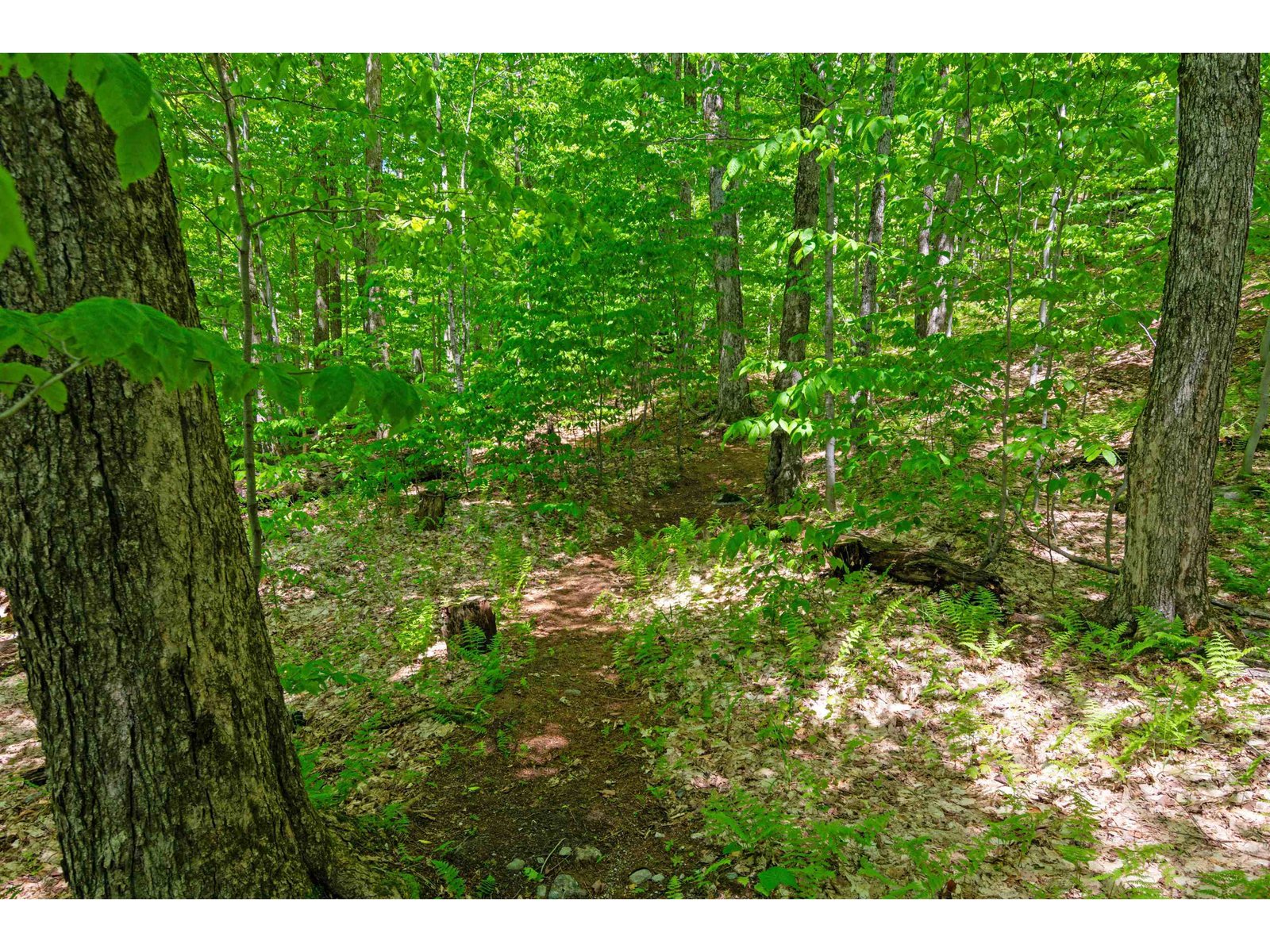 Trail