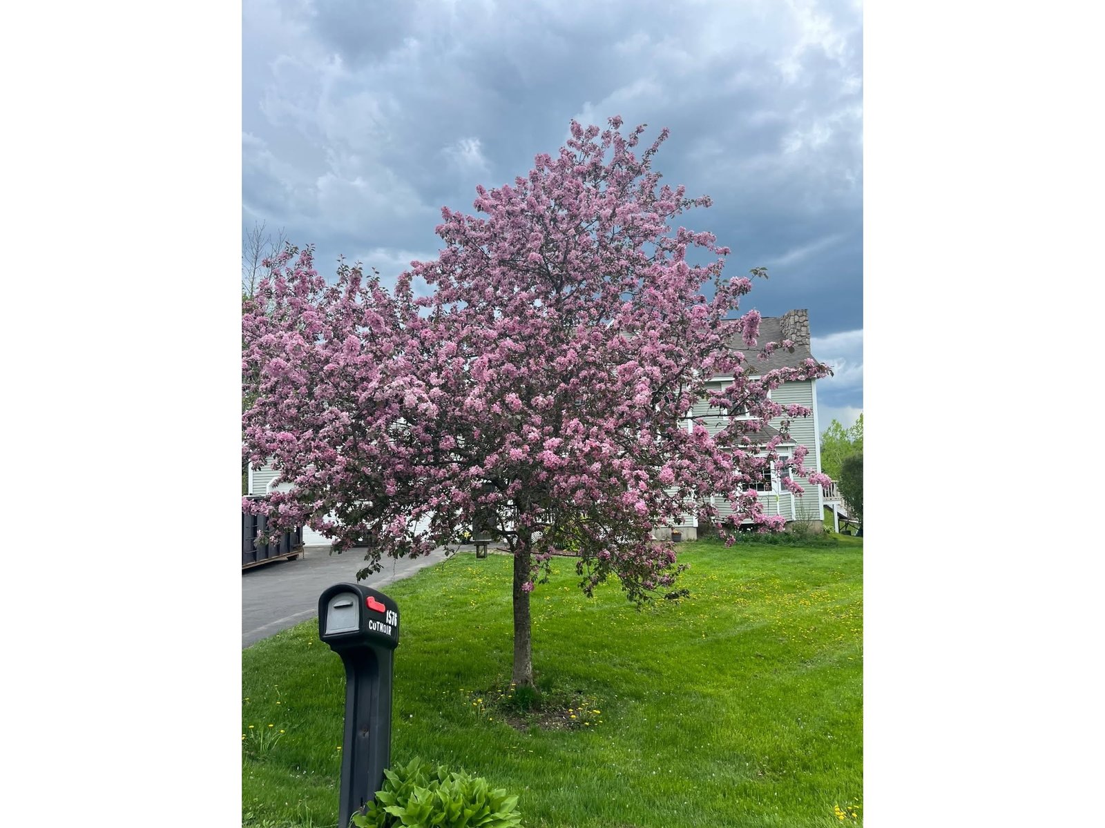Flowering Crab Apple Trees