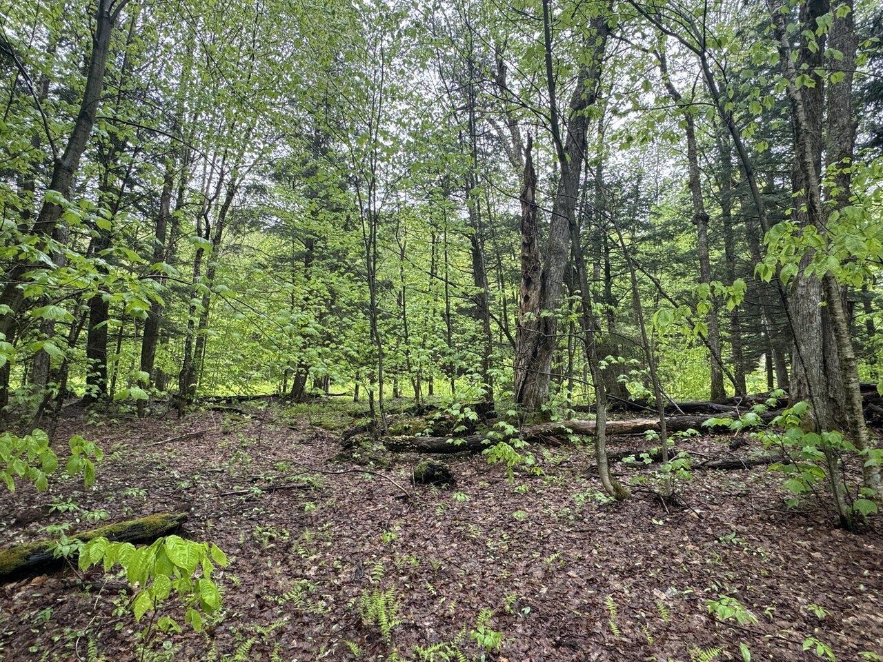 Wooded Privacy