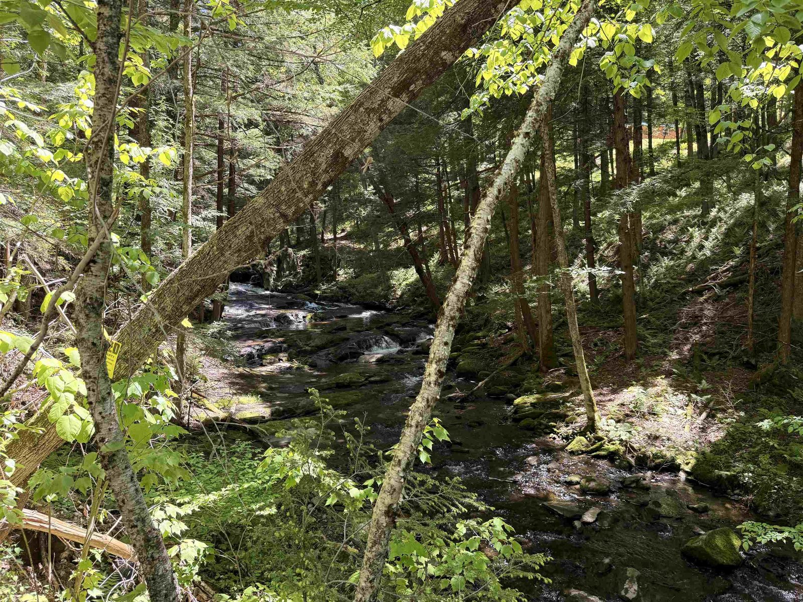 Stream View