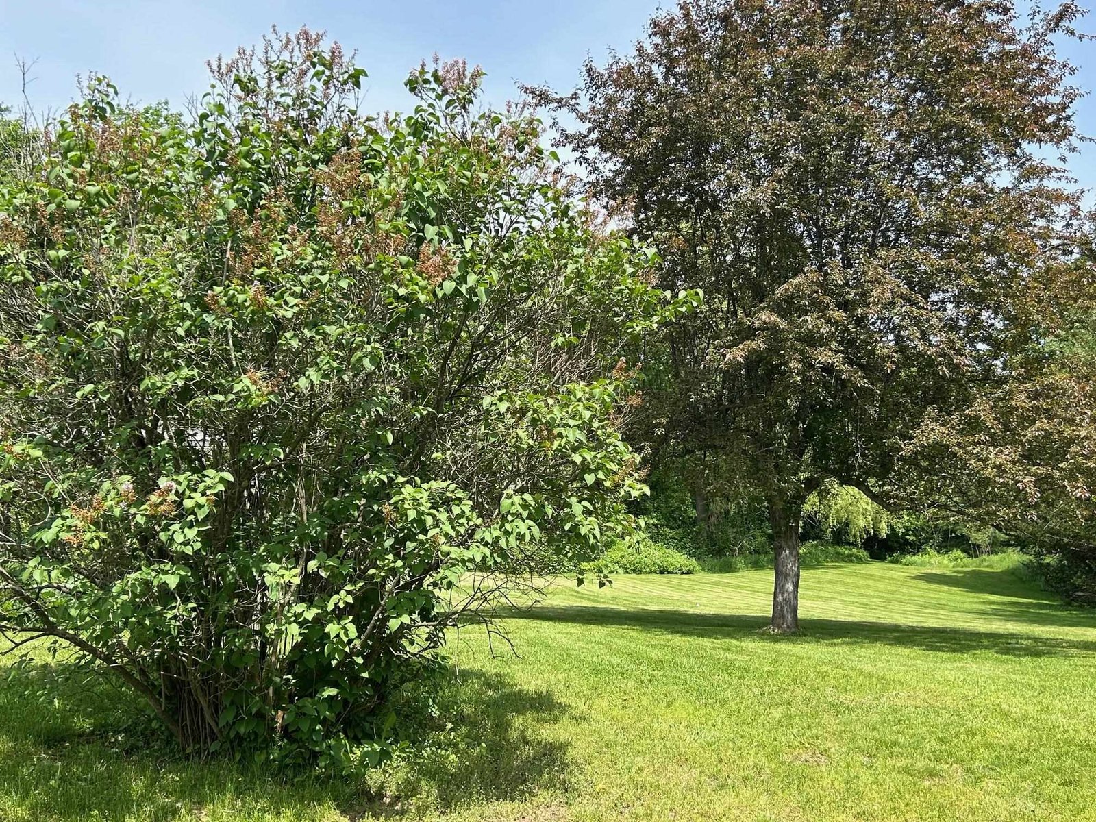 Lilac bush