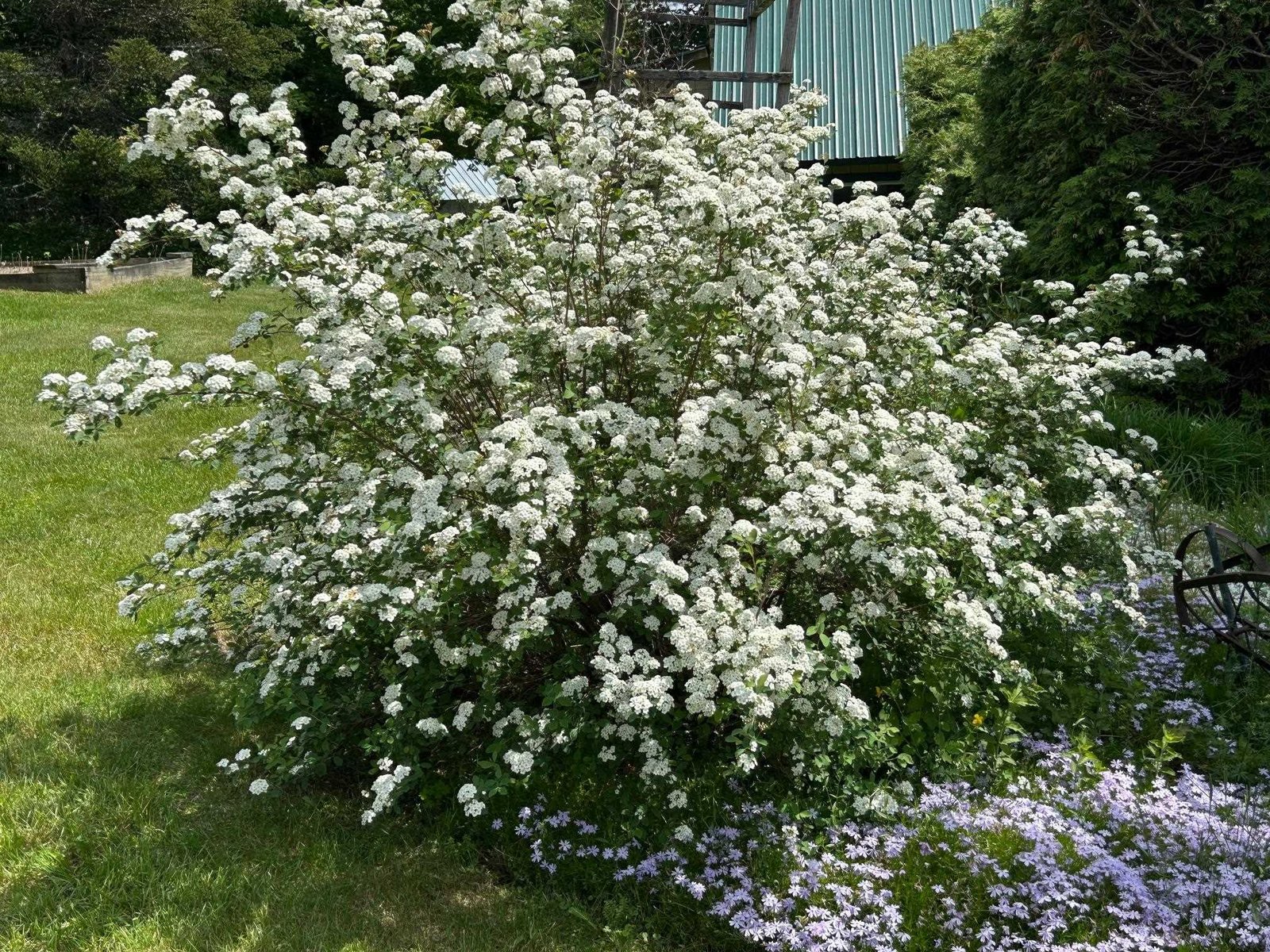 Flower bush/ Honey suckle?