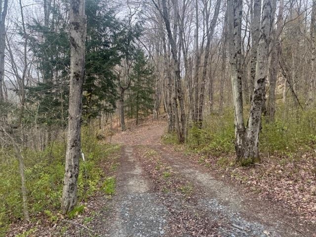 woods roads