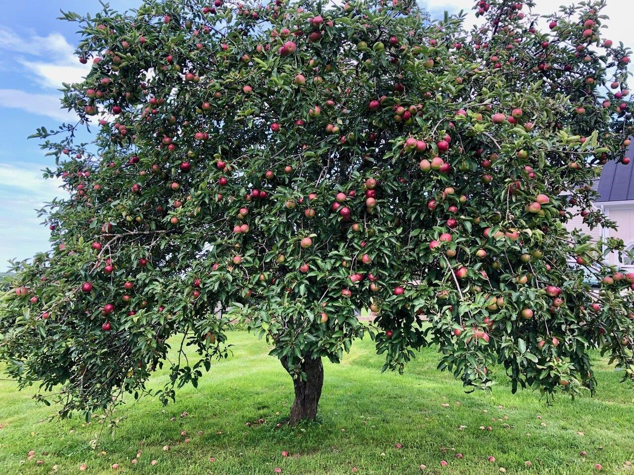 Multiple Fruit Trees