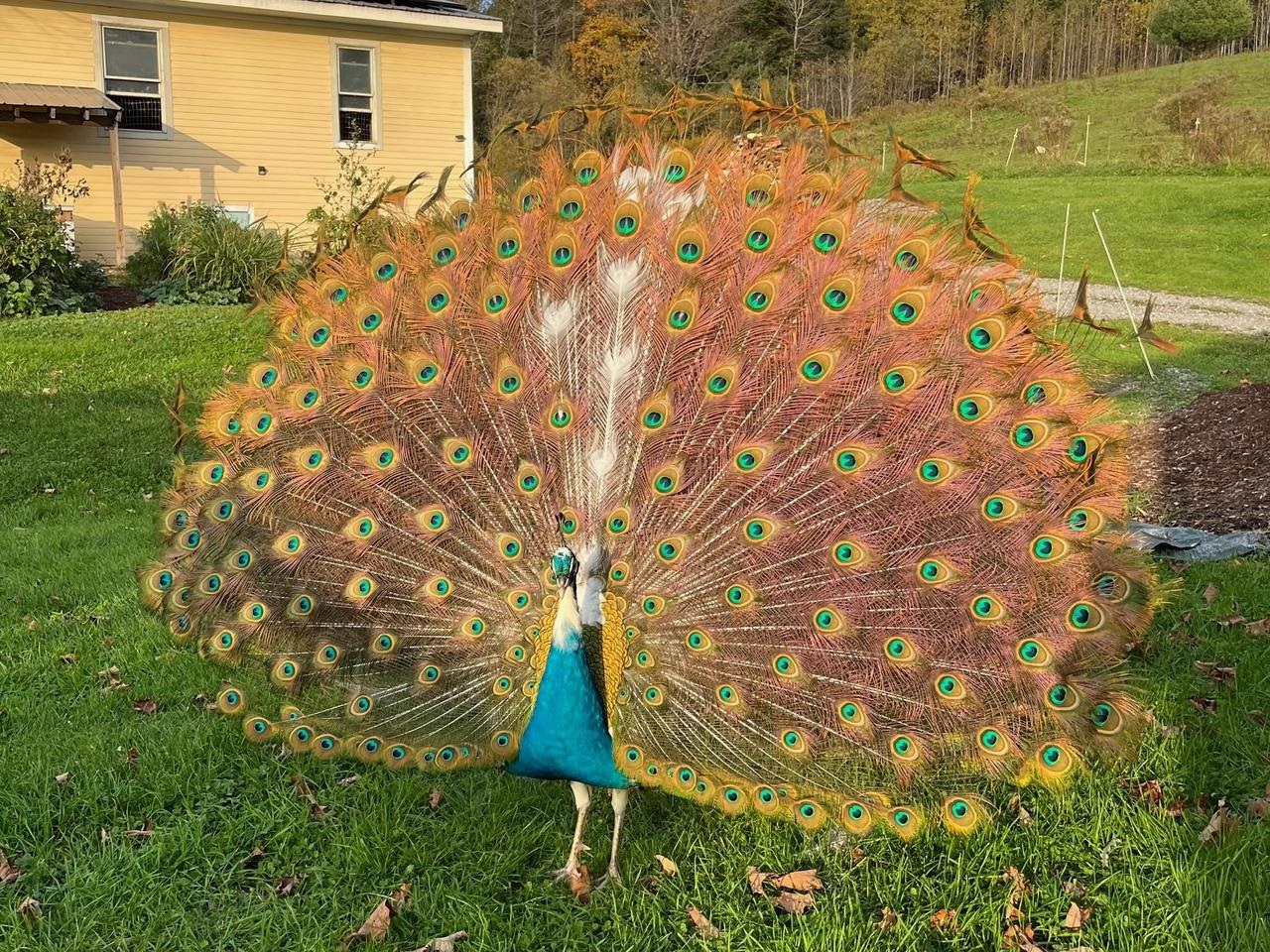 Impressive!
