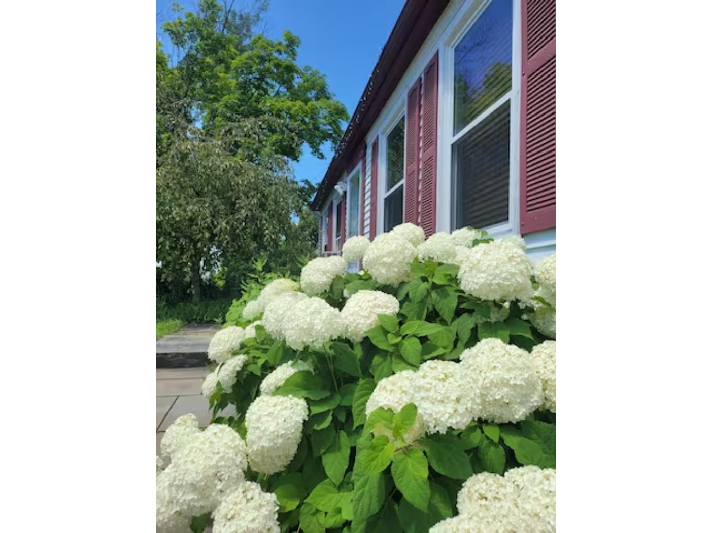Front steps and perrenials.