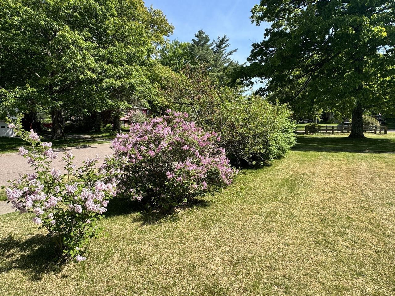 Beautiful Lilac Bushes