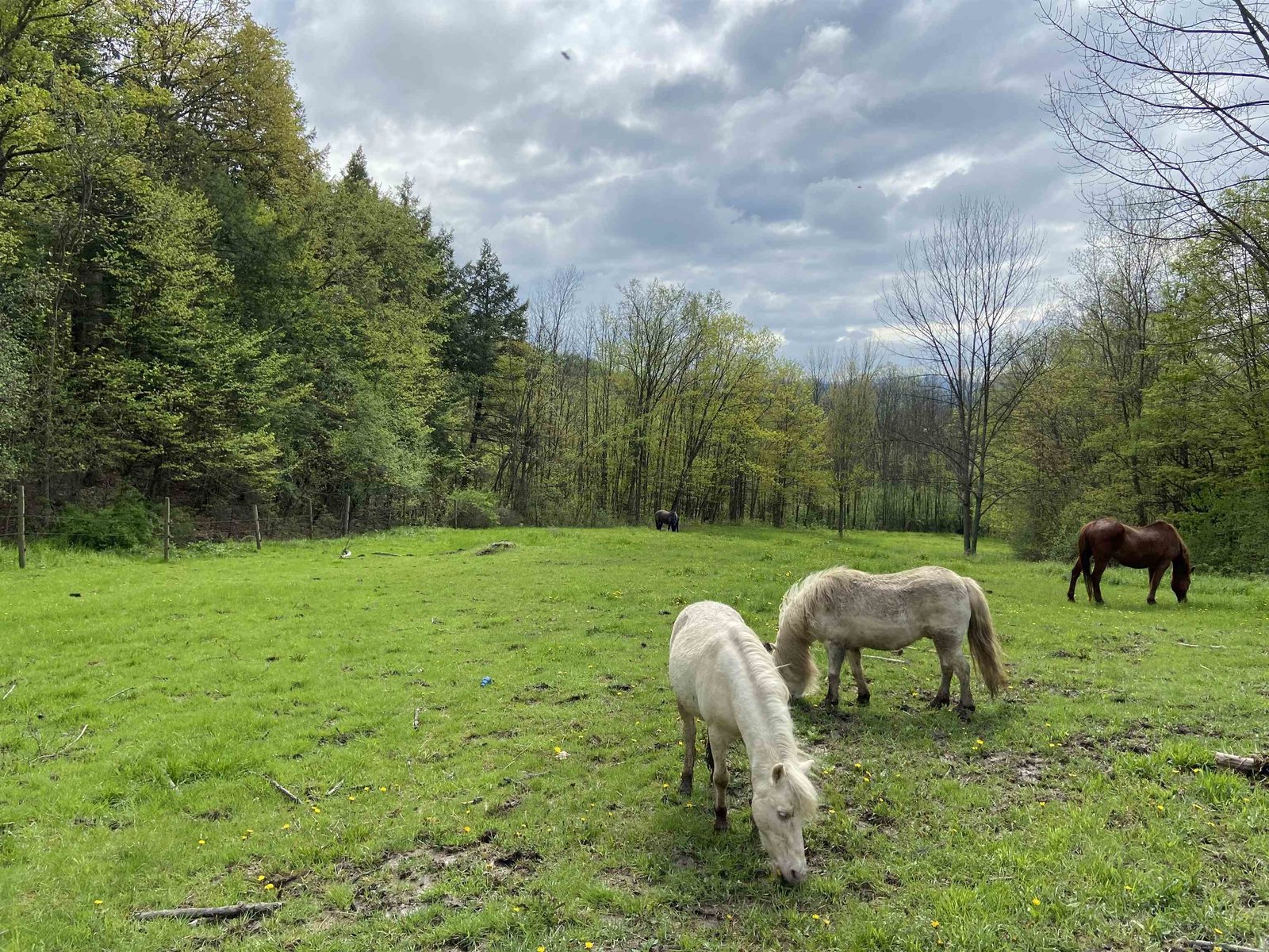 Pasture
