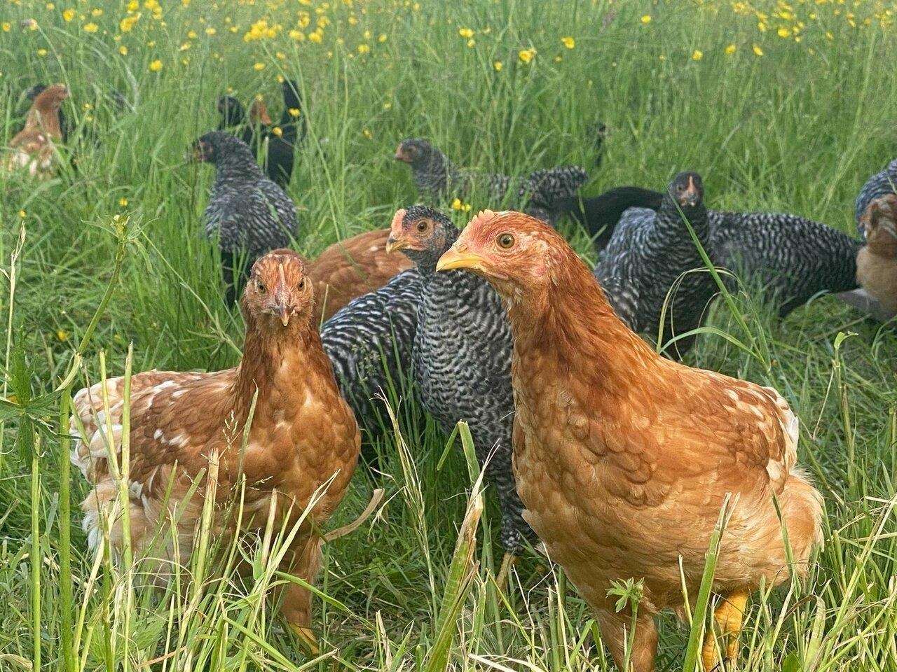 Keep chickens on the farm