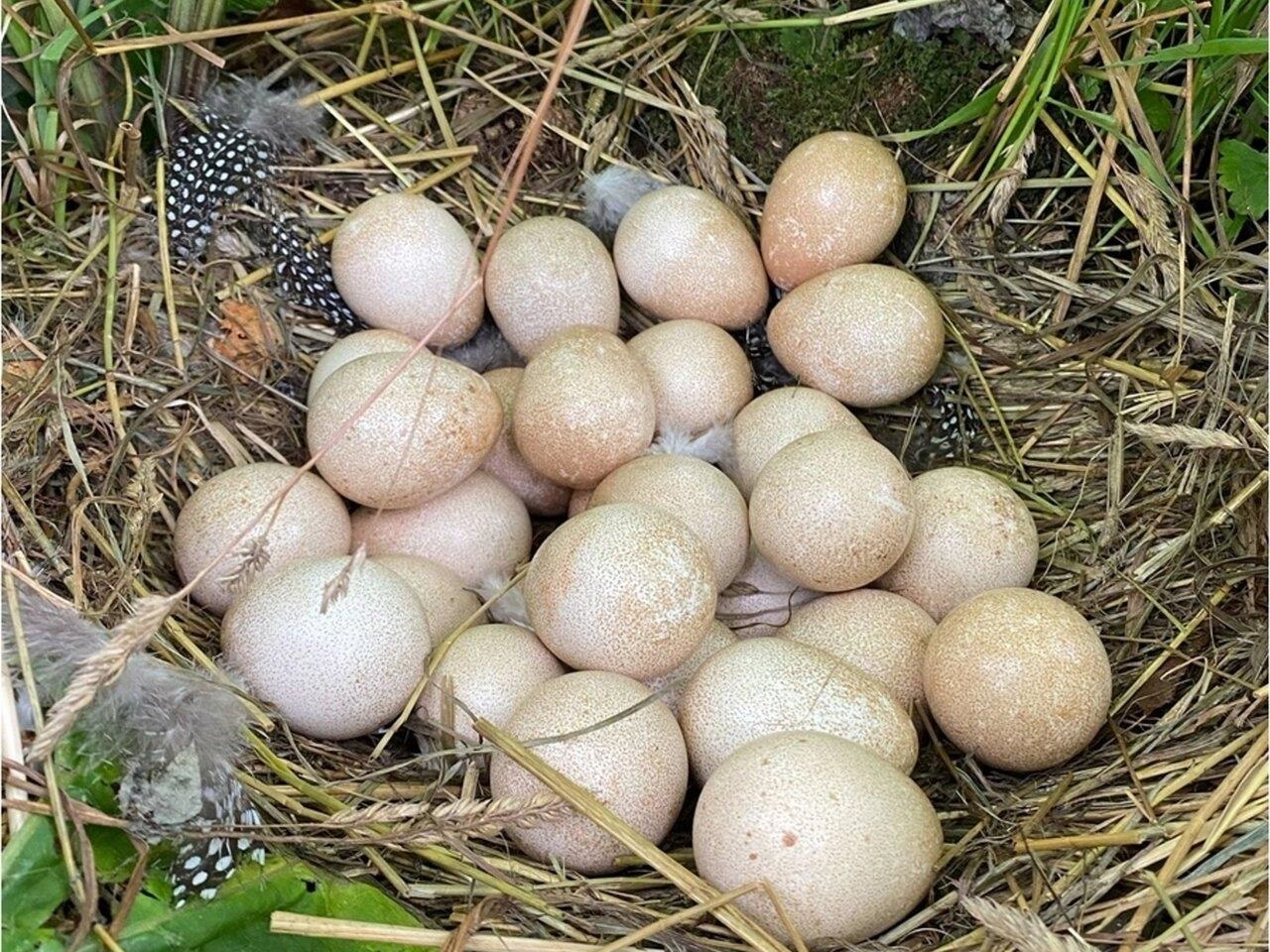 Savor the fresh eggs!