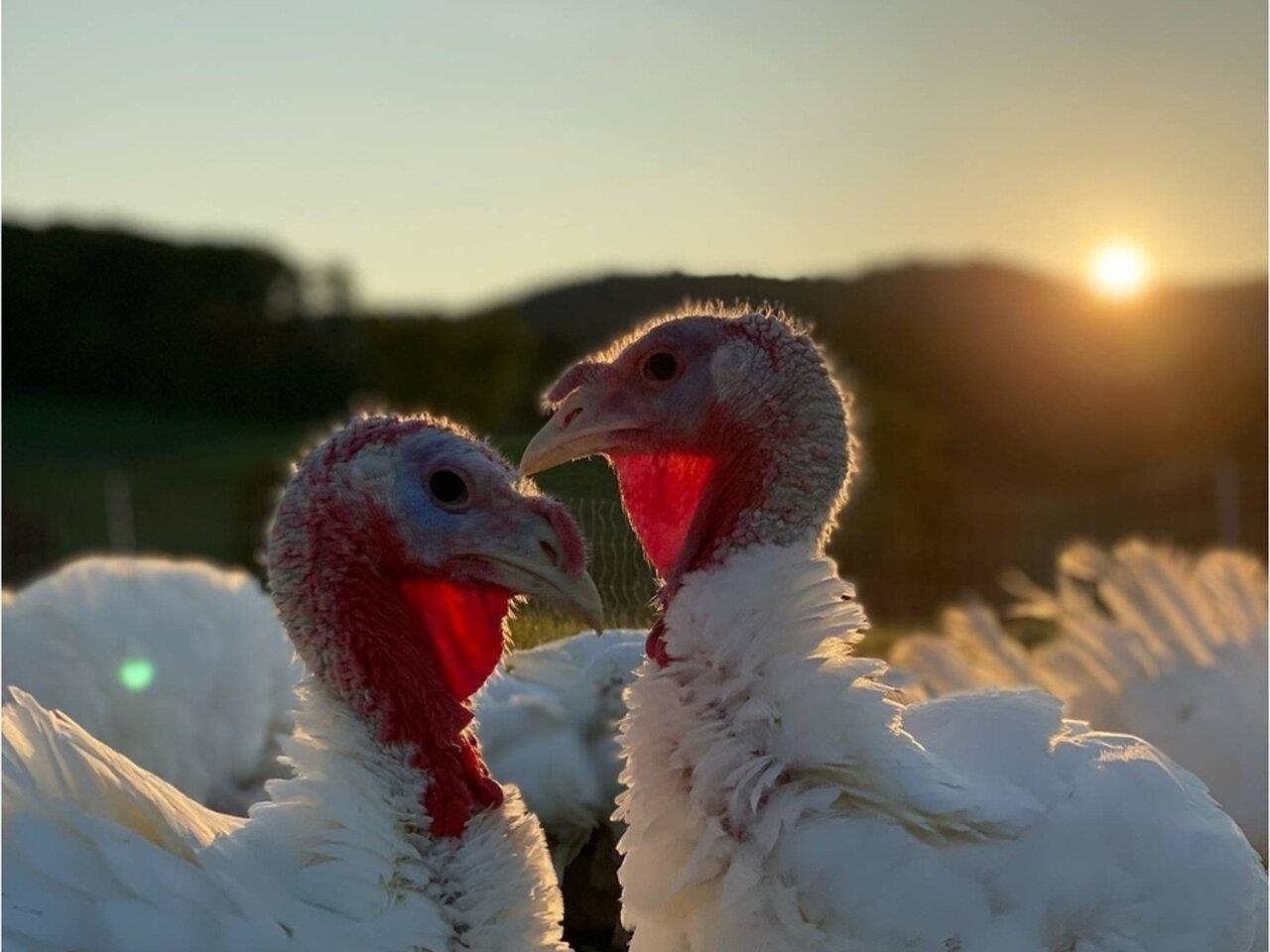 Raise delicious turkeys!