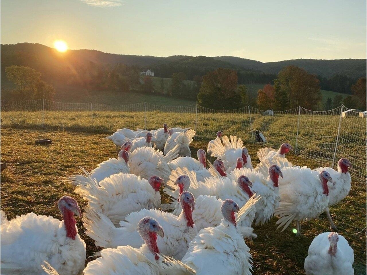 Let the turkeys roam!