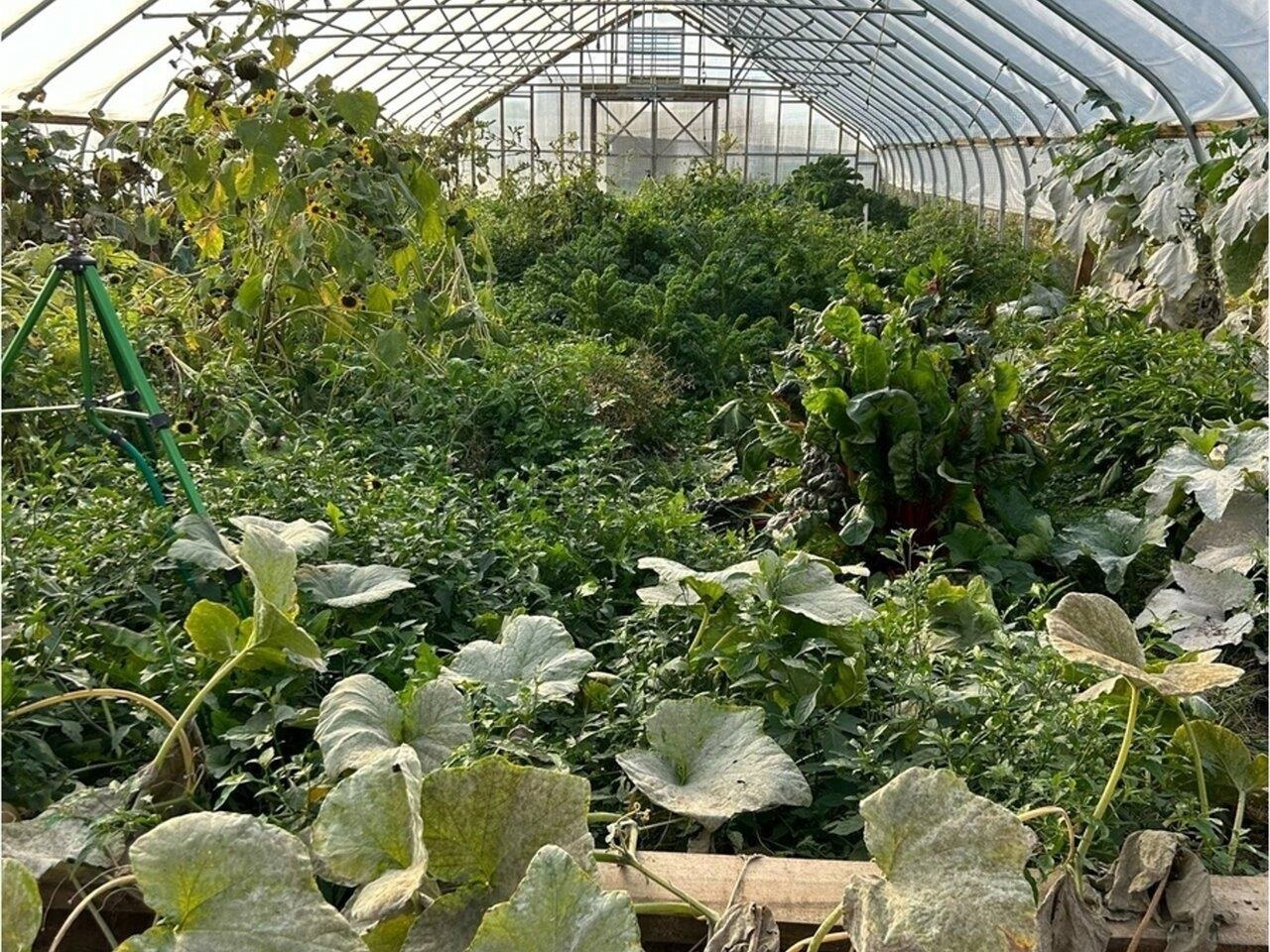 Vegetable hoophouse!