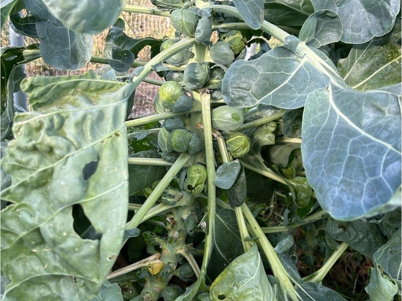 Grow fresh fruits & veggies!