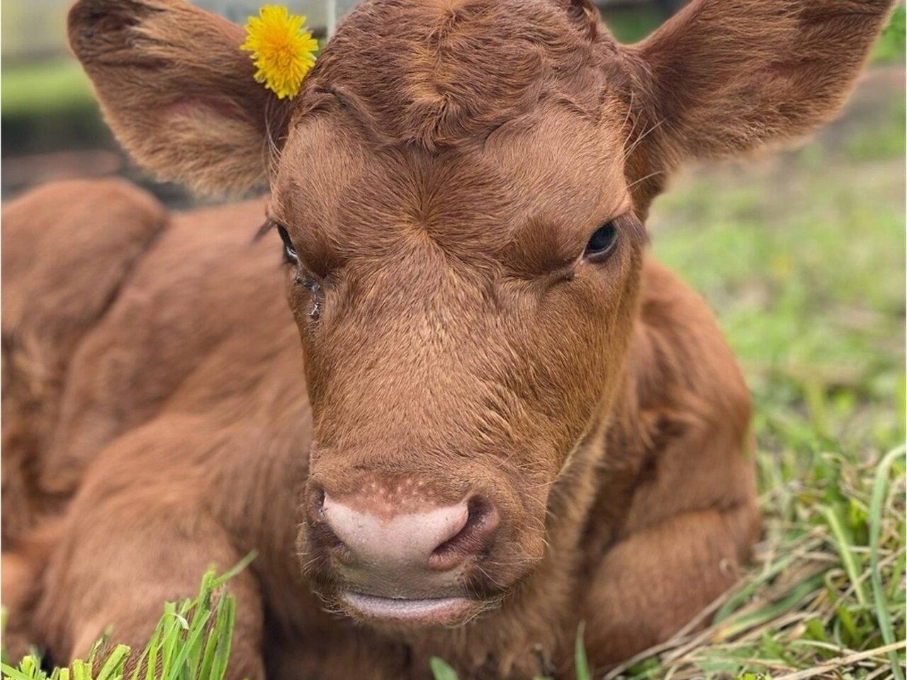 Raise red angus cows!