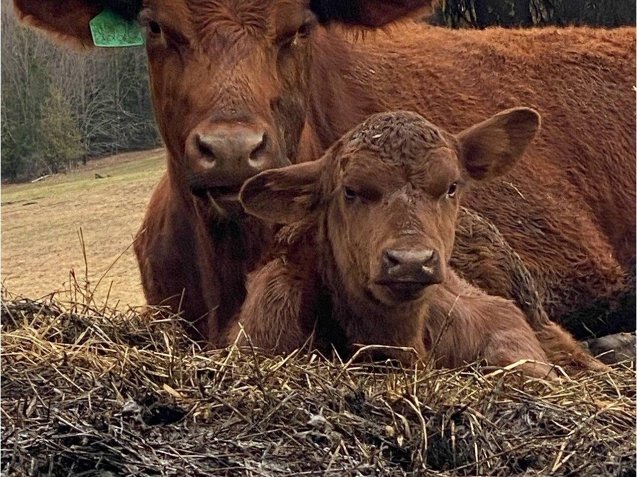 Cute red angus baby calf