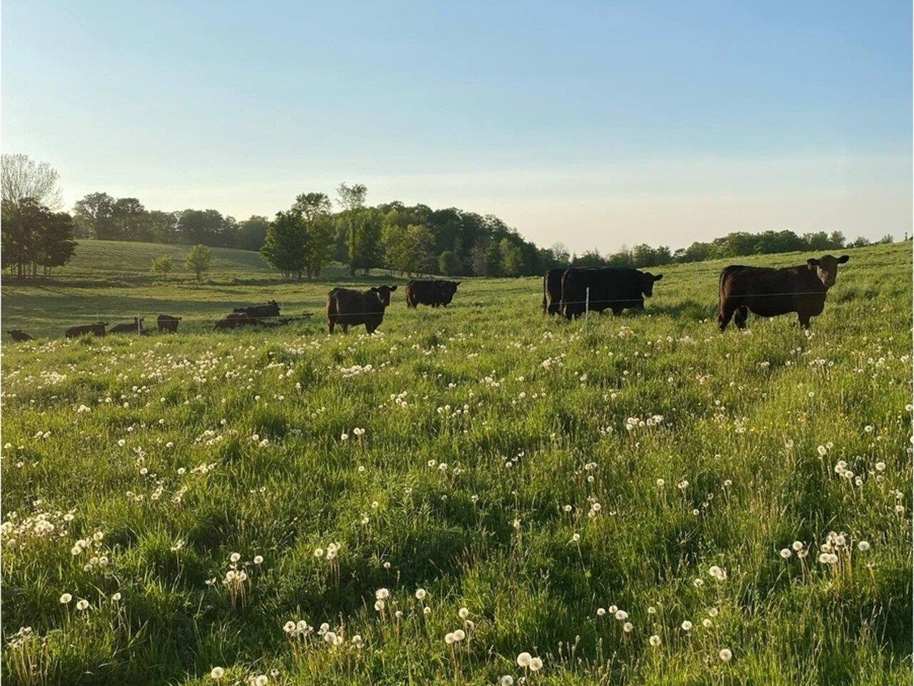 Raise black angus cows!