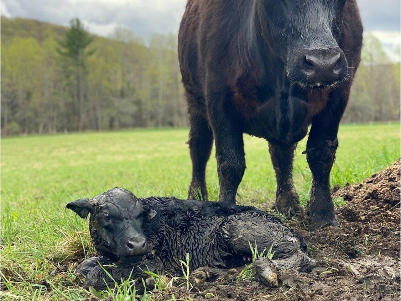 Cute black angus baby calf