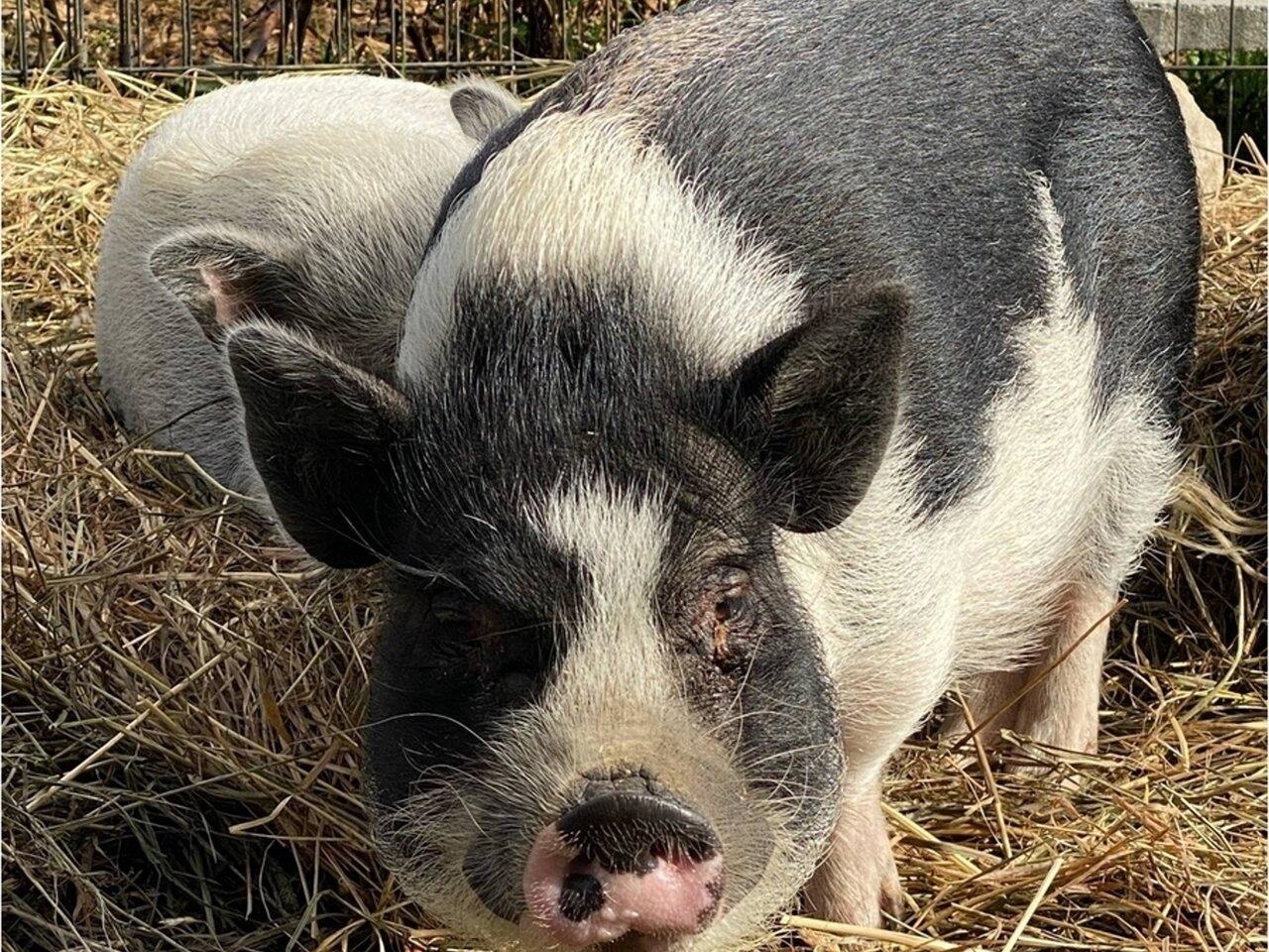 Cute miniature pig!