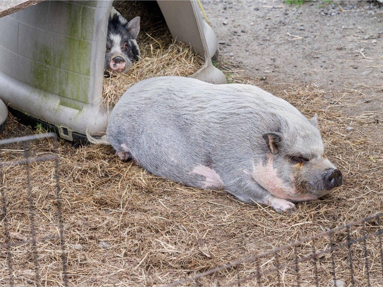 Cute miniature pig!
