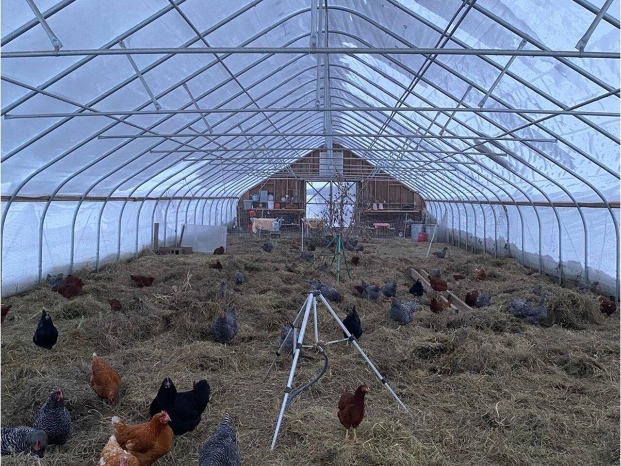 Chicken hoophouse