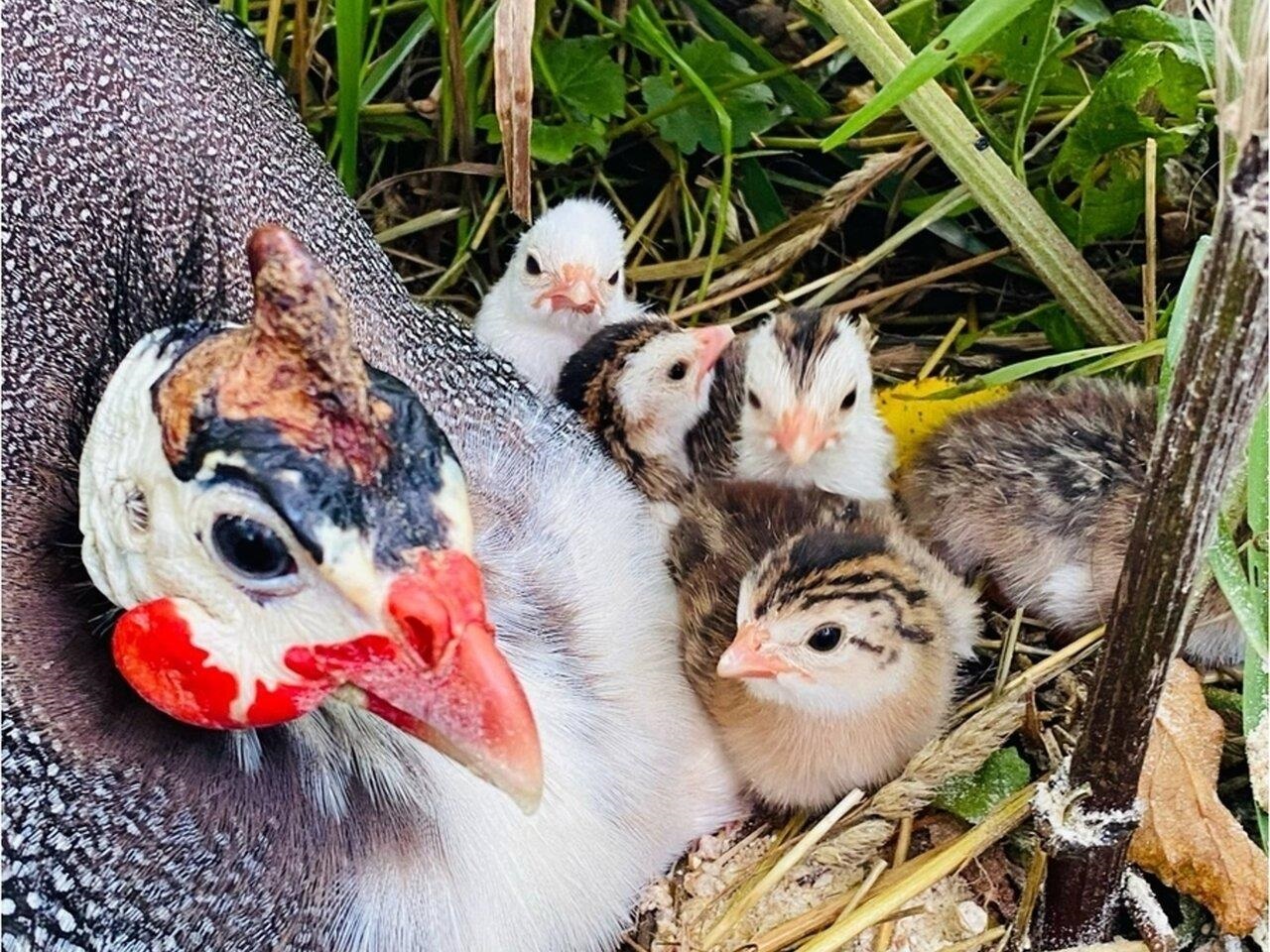 Keep chickens on the farm