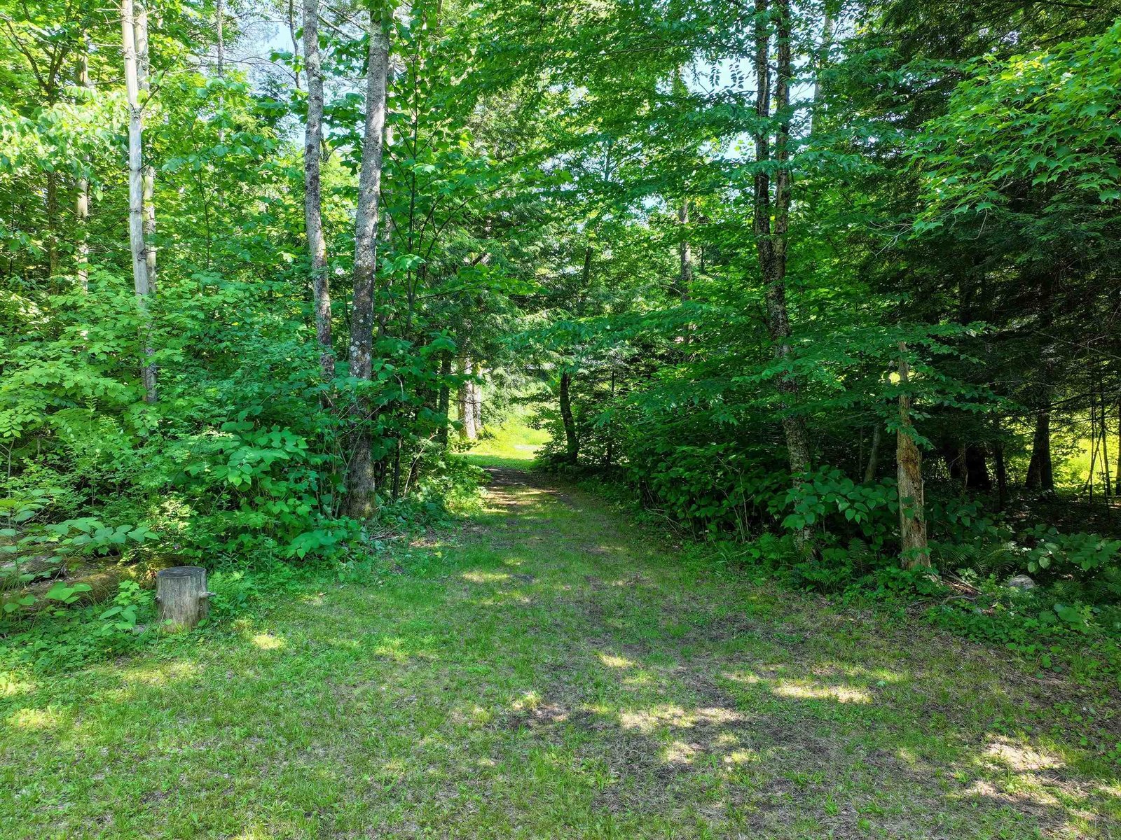 Lower Meadow